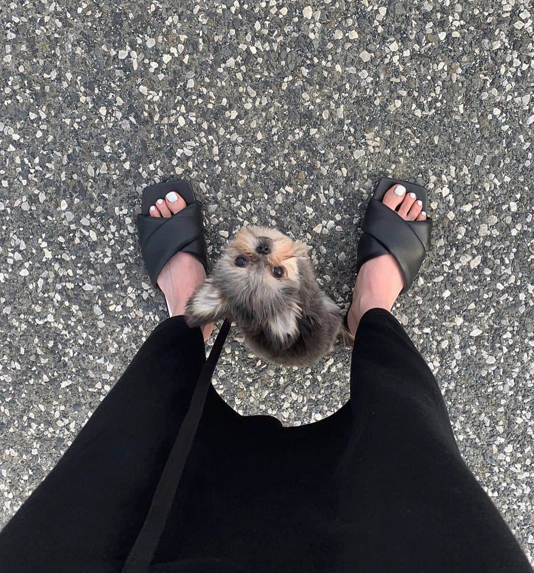 谷川菜奈さんのインスタグラム写真 - (谷川菜奈Instagram)「お散歩🐾🐶 コルクは今月で6ヶ月で ヨークシャテリア×チワワのミックスだよ👦🏻 #ヨーチワ#チワキー」6月7日 19時09分 - pechi.130