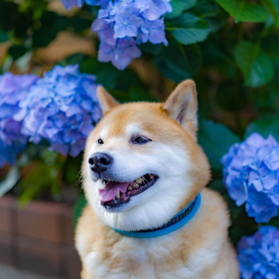 まる（まるたろう）さんのインスタグラム写真 - (まる（まるたろう）Instagram)「I love round flowers!✨🐶☺️✨まんまるな紫陽花キャワウィ〜ネ〜 #やっぱり濃いブルーがまるに似合うかな😆 #まるのテーマカラーだしね #紫陽花は日本発祥なんだよ #シーボルトさんが世界に広めたの #まる知識」6月7日 19時16分 - marutaro