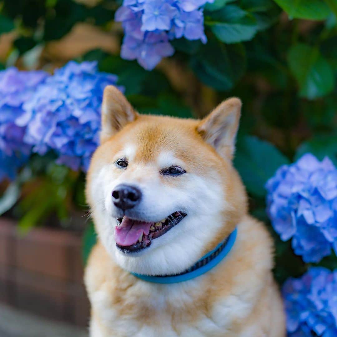 まる（まるたろう）さんのインスタグラム写真 - (まる（まるたろう）Instagram)「I love round flowers!✨🐶☺️✨まんまるな紫陽花キャワウィ〜ネ〜 #やっぱり濃いブルーがまるに似合うかな😆 #まるのテーマカラーだしね #紫陽花は日本発祥なんだよ #シーボルトさんが世界に広めたの #まる知識」6月7日 19時16分 - marutaro