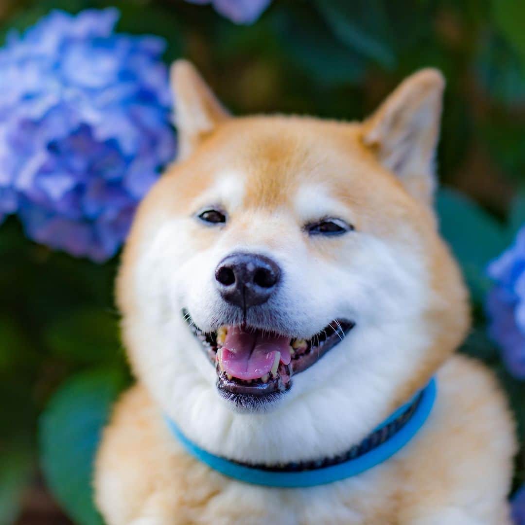 まる（まるたろう）さんのインスタグラム写真 - (まる（まるたろう）Instagram)「I love round flowers!✨🐶☺️✨まんまるな紫陽花キャワウィ〜ネ〜 #やっぱり濃いブルーがまるに似合うかな😆 #まるのテーマカラーだしね #紫陽花は日本発祥なんだよ #シーボルトさんが世界に広めたの #まる知識」6月7日 19時16分 - marutaro