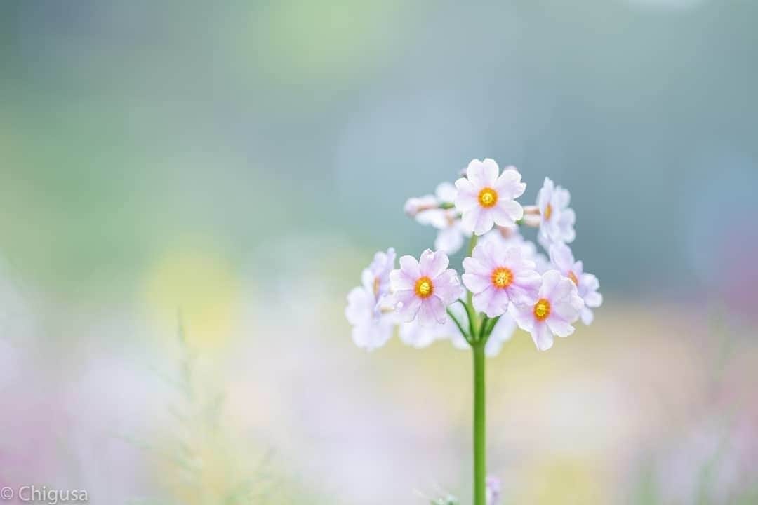 花の写真館のインスタグラム：「Photo by @chigusa024.⠀ https://instagram.com/chigusa024/⠀ .⠀ Original Post[投稿いただいたURL]⠀ https://www.instagram.com/p/BygWVH7A09H/⠀ .⠀ 本アカウントは、 #私の花の写真 をつけてInstagramに投稿された皆さまの花の写真や、「花の写真館」Facebookページで投稿された花の写真を紹介します。⠀ 「花の写真館」Facebookページは、「 @floral.photograph 」のプロフィールにあるURLからご覧ください。⠀ .⠀ ※各自、政府、自治体など公的機関の指示に従った行動をお願いします。⠀⠀ 東京カメラ部および分室では、写真を「見る楽しみ」を提供することを通して、微力ながら皆様にわずかな時間でも癒しをお届けしたいと思っております。⠀ ※本アカウントは東京カメラ部がFacebook、Instagramのサービスを利用して運営しているもので、Facebook社・Instagramとは一切関係ありません。⠀ .⠀ #花の写真館 #floralphotograph #floralphoto #flower #flowers⠀ Follow: @floral.photograph」