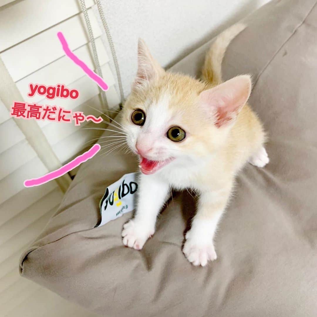 緑川静香さんのインスタグラム写真 - (緑川静香Instagram)「可愛すぎてついこっちにも投稿。笑﻿❤️ ﻿ yogiboのCMモデルの座を奪おうとしてくる🐈﻿ ﻿ #チャイ様それは私のyogiboなんです #猫をも満足させてしまうソファ #親バカがすごい 笑」6月7日 19時34分 - midorikawa_shizuka