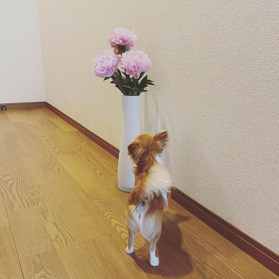 味岡ちえりさんのインスタグラム写真 - (味岡ちえりInstagram)「芍薬は、好きで必ずシーズンに1回はお部屋に飾りたいと思う花✨ ・ ・ 5枚目の写真は昨年のボンゴ❤️ 1年でこんなにも大人になるなんて…❗️ ・ ・ チャビンとコビンもあっと言う間に大きくなるんだろうなぁ👀 芍薬の季節で愛犬の成長を感じる味岡なのでした。 チャビンは好奇心旺盛なので近づいてましたが、コビンはあまり興味ない様子…🙄 ・ ・ ・ #味岡ちえり #bongo #chabin #cobin #犬好き #dogs🐶  #チワワ #ロングコート #ブラックタン #クリームホワイト #セーブルホワイト #多頭飼いチワワ  #chihuahua  #dogstagram  #犬がいる暮らし #犬がいないと生きていけない  #多頭飼い #お花のある生活 #芍薬 #ピオニー #peoney #flowers #flowerstagram  #dogstagram  #dogsnflowers」6月7日 19時50分 - chieri0103