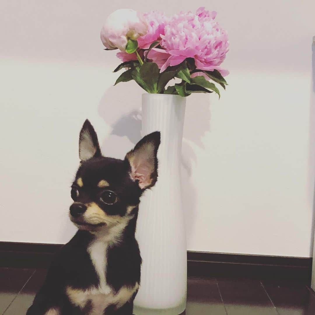 味岡ちえりさんのインスタグラム写真 - (味岡ちえりInstagram)「芍薬は、好きで必ずシーズンに1回はお部屋に飾りたいと思う花✨ ・ ・ 5枚目の写真は昨年のボンゴ❤️ 1年でこんなにも大人になるなんて…❗️ ・ ・ チャビンとコビンもあっと言う間に大きくなるんだろうなぁ👀 芍薬の季節で愛犬の成長を感じる味岡なのでした。 チャビンは好奇心旺盛なので近づいてましたが、コビンはあまり興味ない様子…🙄 ・ ・ ・ #味岡ちえり #bongo #chabin #cobin #犬好き #dogs🐶  #チワワ #ロングコート #ブラックタン #クリームホワイト #セーブルホワイト #多頭飼いチワワ  #chihuahua  #dogstagram  #犬がいる暮らし #犬がいないと生きていけない  #多頭飼い #お花のある生活 #芍薬 #ピオニー #peoney #flowers #flowerstagram  #dogstagram  #dogsnflowers」6月7日 19時50分 - chieri0103