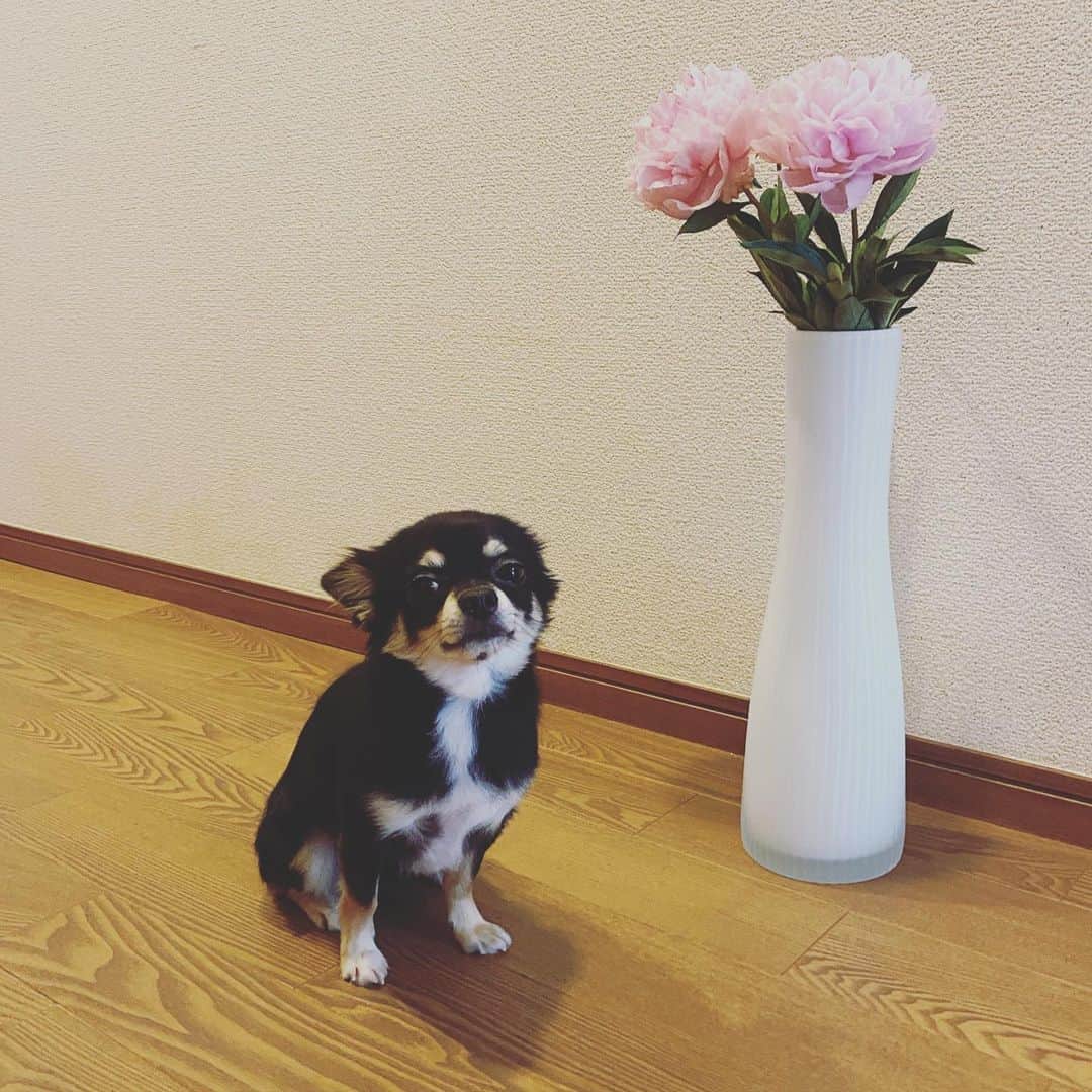 味岡ちえりさんのインスタグラム写真 - (味岡ちえりInstagram)「芍薬は、好きで必ずシーズンに1回はお部屋に飾りたいと思う花✨ ・ ・ 5枚目の写真は昨年のボンゴ❤️ 1年でこんなにも大人になるなんて…❗️ ・ ・ チャビンとコビンもあっと言う間に大きくなるんだろうなぁ👀 芍薬の季節で愛犬の成長を感じる味岡なのでした。 チャビンは好奇心旺盛なので近づいてましたが、コビンはあまり興味ない様子…🙄 ・ ・ ・ #味岡ちえり #bongo #chabin #cobin #犬好き #dogs🐶  #チワワ #ロングコート #ブラックタン #クリームホワイト #セーブルホワイト #多頭飼いチワワ  #chihuahua  #dogstagram  #犬がいる暮らし #犬がいないと生きていけない  #多頭飼い #お花のある生活 #芍薬 #ピオニー #peoney #flowers #flowerstagram  #dogstagram  #dogsnflowers」6月7日 19時50分 - chieri0103