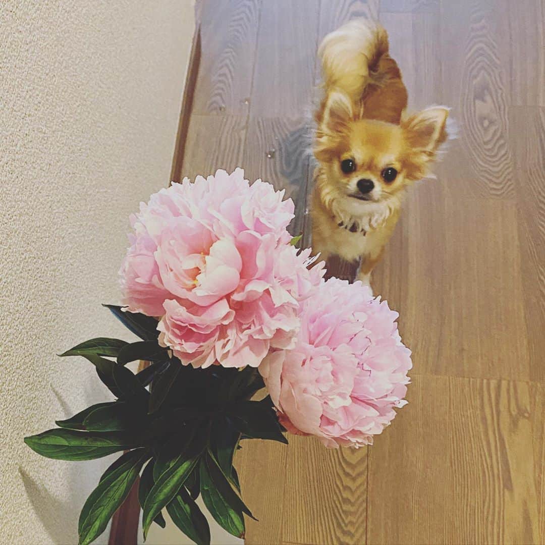 のインスタグラム：「芍薬は、好きで必ずシーズンに1回はお部屋に飾りたいと思う花✨ ・ ・ 5枚目の写真は昨年のボンゴ❤️ 1年でこんなにも大人になるなんて…❗️ ・ ・ チャビンとコビンもあっと言う間に大きくなるんだろうなぁ👀 芍薬の季節で愛犬の成長を感じる味岡なのでした。 チャビンは好奇心旺盛なので近づいてましたが、コビンはあまり興味ない様子…🙄 ・ ・ ・ #味岡ちえり #bongo #chabin #cobin #犬好き #dogs🐶  #チワワ #ロングコート #ブラックタン #クリームホワイト #セーブルホワイト #多頭飼いチワワ  #chihuahua  #dogstagram  #犬がいる暮らし #犬がいないと生きていけない  #多頭飼い #お花のある生活 #芍薬 #ピオニー #peoney #flowers #flowerstagram  #dogstagram  #dogsnflowers」