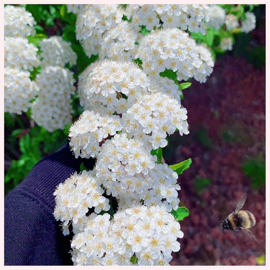 のインスタグラム：「可愛く咲いたなぁと眺めていたら 偶然みつばち君🐝もフレームイン！  あんまり飛んでる瞬間を 捉えることはないので みなさんもよければ 右下のみつばち君。みてください。笑  #谷藤博美　#内容は無いよう #アナウンサー　#flowers #みつばち」