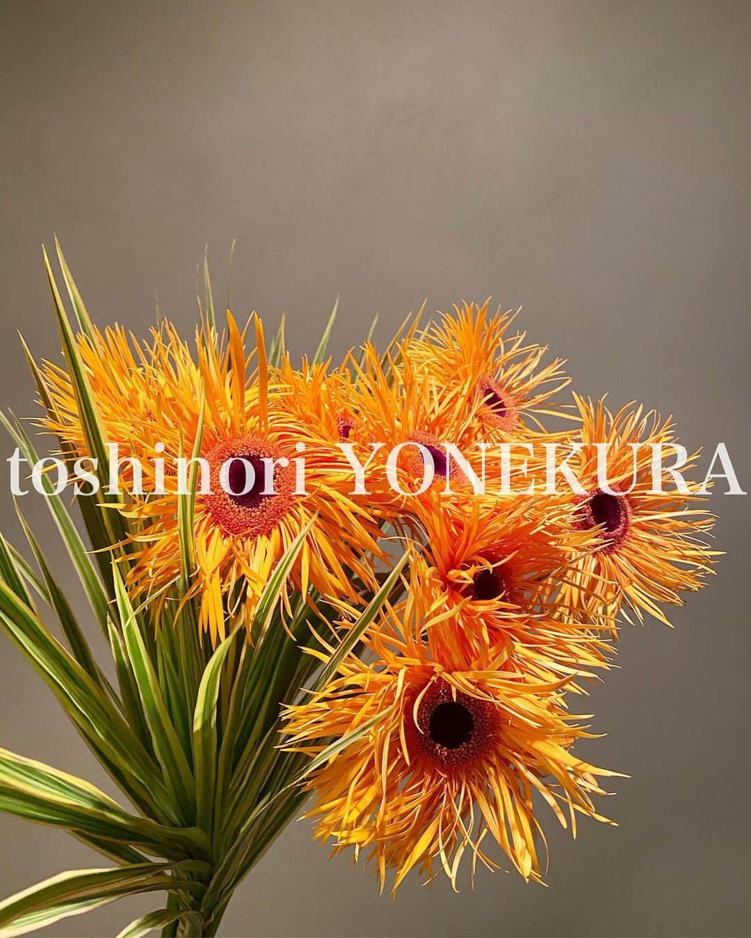 米倉利紀さんのインスタグラム写真 - (米倉利紀Instagram)「flowers of this week: garbera #男花 #花のある生活 #ガーベラ #ドラセナ #garbera」6月7日 20時10分 - toshi_yonekura