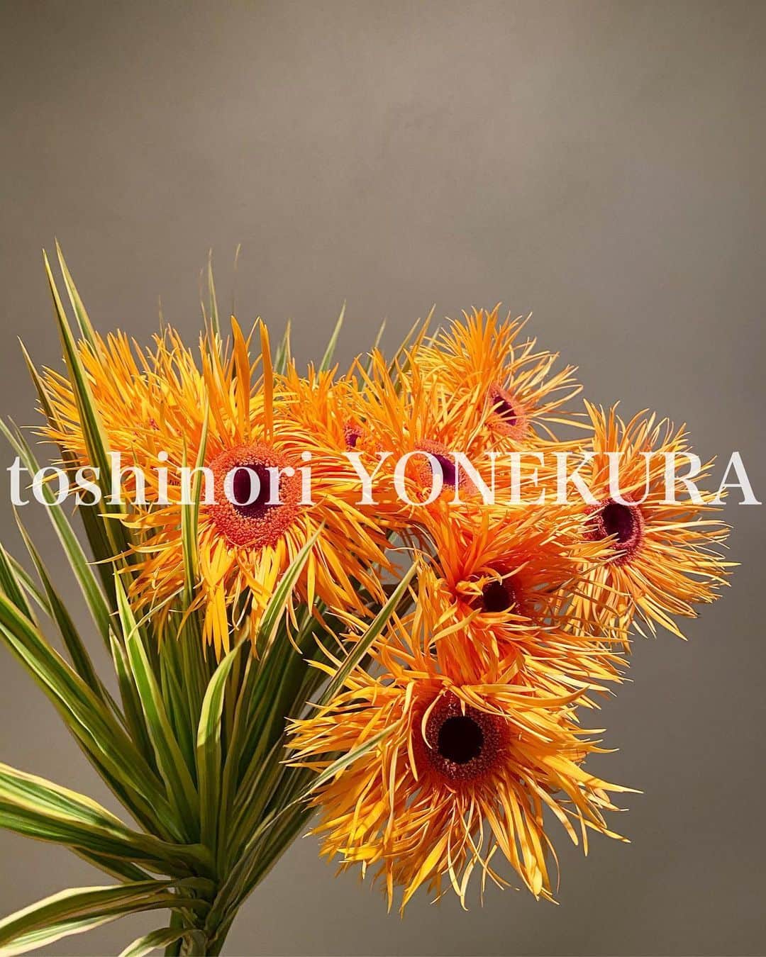 のインスタグラム：「flowers of this week: garbera #男花 #花のある生活 #ガーベラ #ドラセナ #garbera」