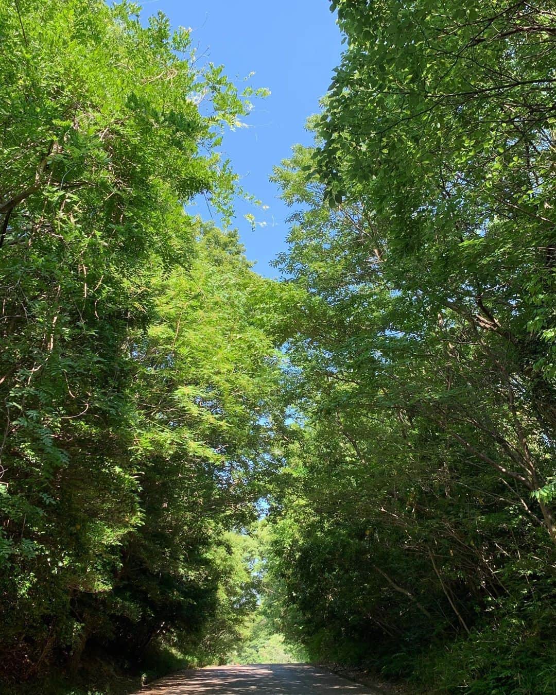 美城れんのインスタグラム：「今日は… 綺麗な小道の写真を😌✨ 青空と緑色が気持ちを明るくしてくれる景色 今日も、全てに心からの感謝を…😌🙏✨💕 mahalo✨　(日本の写真です)」