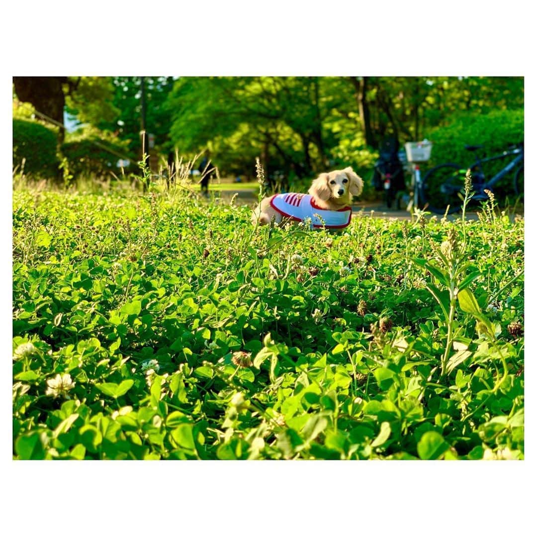 小林由未子さんのインスタグラム写真 - (小林由未子Instagram)「. 芝生が大好きで公園に行くと 走り回っちゃうの😍 . #ミニチュアダックスフンド  #いぬすたぐらむ #いぬのいる暮らし  #いぬのきもち #ペトこと犬部」6月7日 20時33分 - _yumikobayashi_