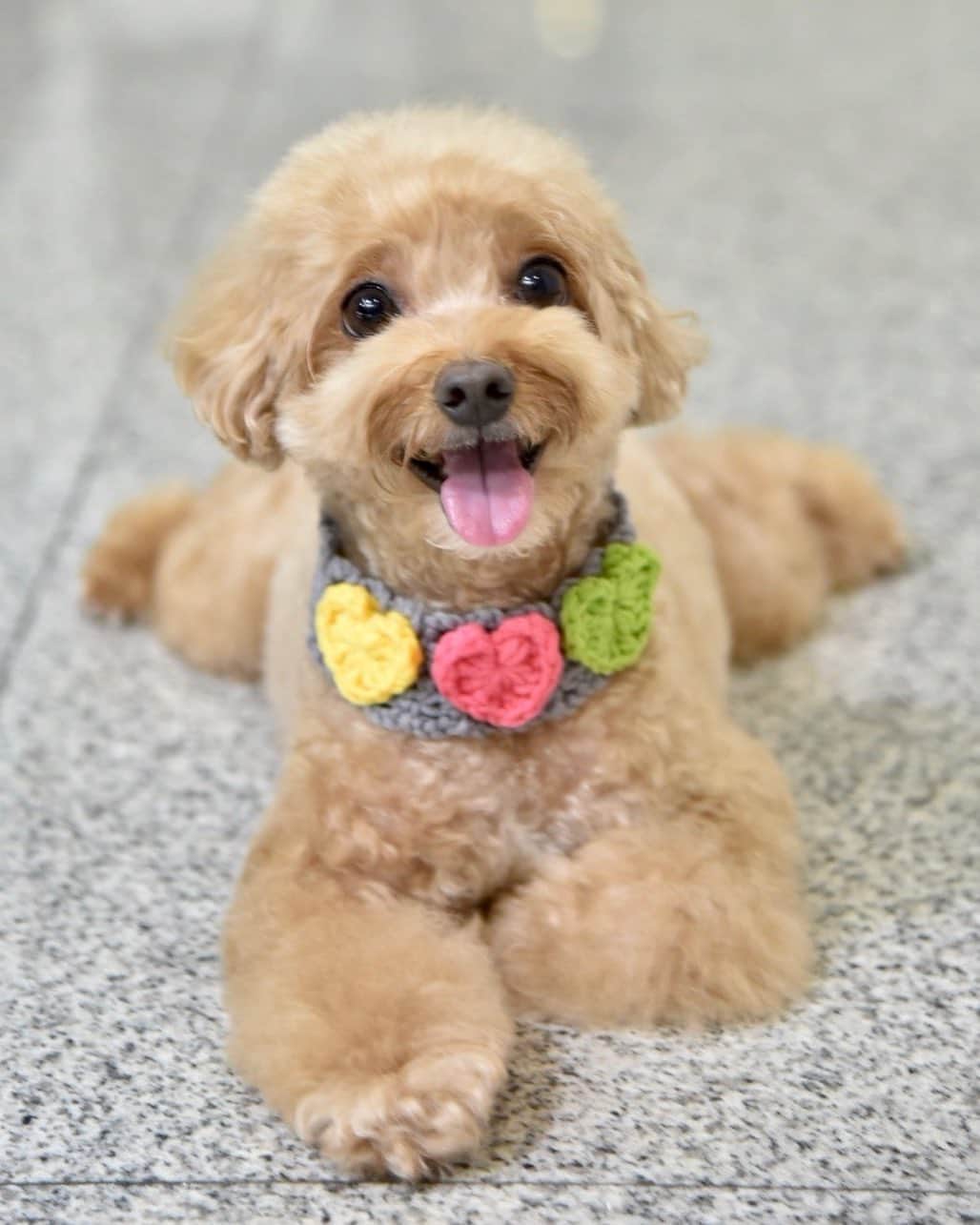 Truffle??松露?トリュフさんのインスタグラム写真 - (Truffle??松露?トリュフInstagram)「📆(7Jun20)😁Happy Sunday Funday! Feeling great and fresh after my long-awaited grooming by @nanakyl jiejie 😁my pawrents do not need to hear my loud foot steps anymore! It was caused by my long nails when I go out of the room to do my business at night 😂 #mygrooming」6月7日 20時33分 - trufflethetrouble