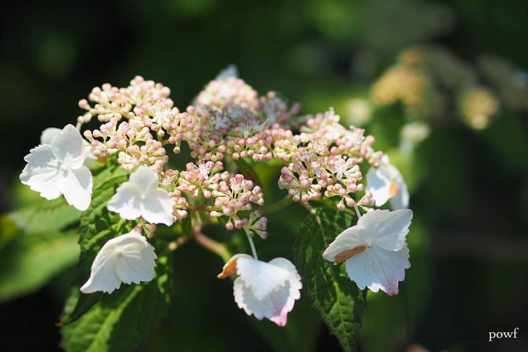 anemone_69のインスタグラム：「. #ガクアジサイ #額紫陽花 #hydrangea #アジサイ #あじさい #紫陽花 . . .」