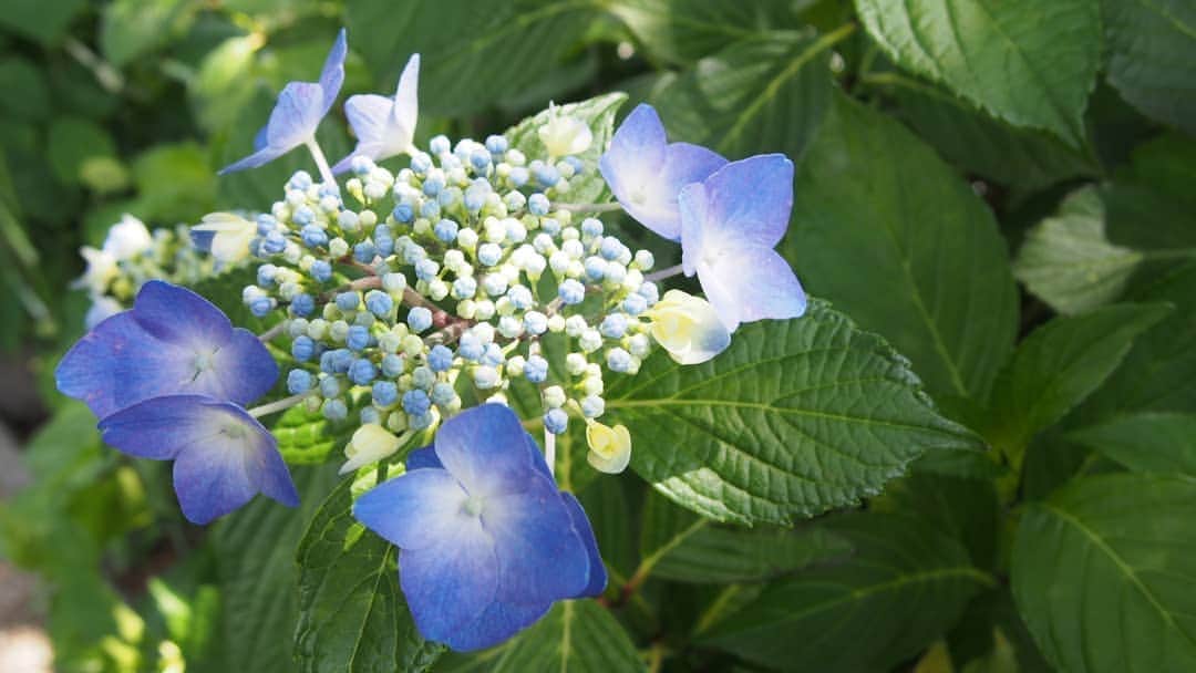 白井珠希のインスタグラム：「* * 水彩絵の具で描いたような、美しいにじみ方の紫陽花💙 * * #instaflower #flowerstagram #hydrangea #flower #instagramjapan #japan_of_insta #jp_gallery #olympus #olympuspen #紫陽花 #はなまっぷ #花 #あじさい #オリンパスペン #オリンパス倶楽部」