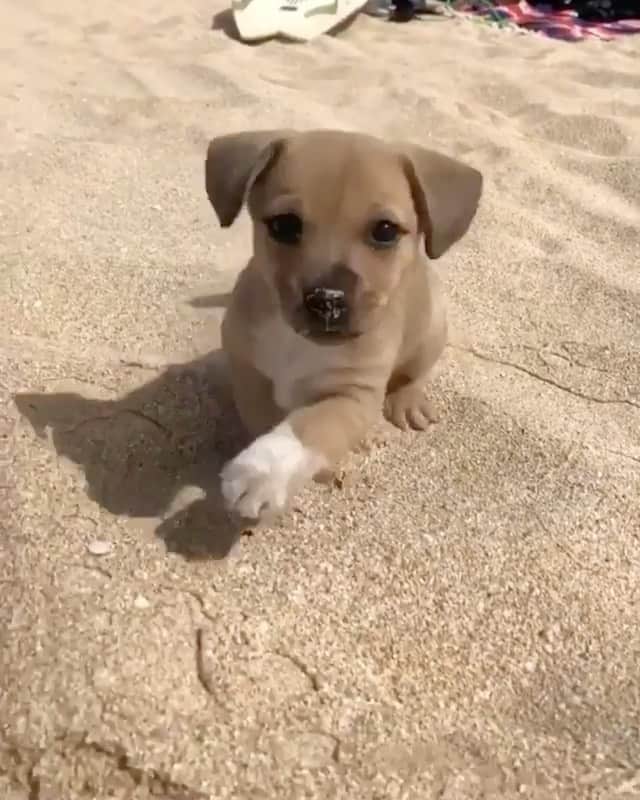 Daily The Best And Funniest Videosのインスタグラム：「🐶😂 By @myloandlani」