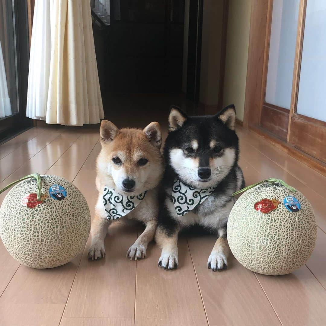 豆柴なつ ふゆさんのインスタグラム写真 豆柴なつ ふゆinstagram We Were Given A Muskmelons メロン貰った メロン Muskmelon 甘い 熊本県産 Melon Dogsofinstagram 柴犬 Shiba Shibainu Shibastagram Shibamania Sweet 豆柴 癒し