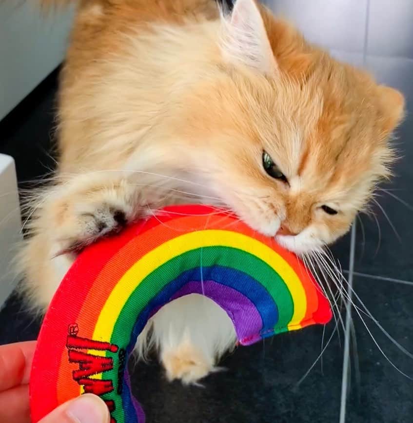 Smoothieのインスタグラム：「Will Smoothie like this rainbow cat toy? 🌈 Find out in our new video. Link in bio!」