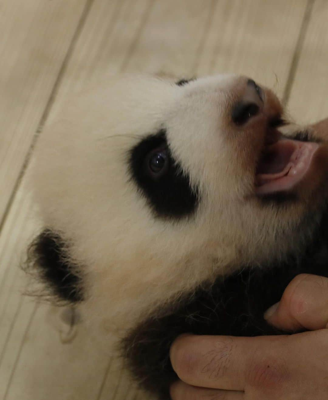 パンダ（白浜）さんのインスタグラム写真 - (パンダ（白浜）Instagram)「#彩浜 in Mon ❤️ 🐼😊🐼 #ADVENTUREWORLDPANDAS #baby #HELLOLITTLE #pandamental #hellopanda #ハローリトル #ハローパンダ #パンダグラビア #パンダ　and #panda #pandababy 🐼🐼🐼」6月7日 23時00分 - hellopanda_book