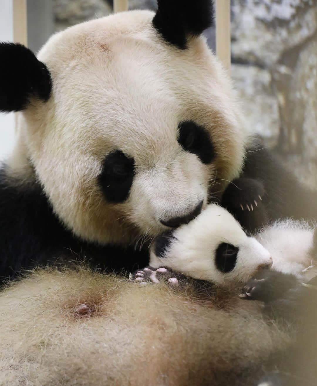 パンダ（白浜）さんのインスタグラム写真 - (パンダ（白浜）Instagram)「#彩浜 in Mon ❤️ 🐼😊🐼 #ADVENTUREWORLDPANDAS #baby #HELLOLITTLE #pandamental #hellopanda #ハローリトル #ハローパンダ #パンダグラビア #パンダ　and #panda #pandababy 🐼🐼🐼」6月7日 23時00分 - hellopanda_book