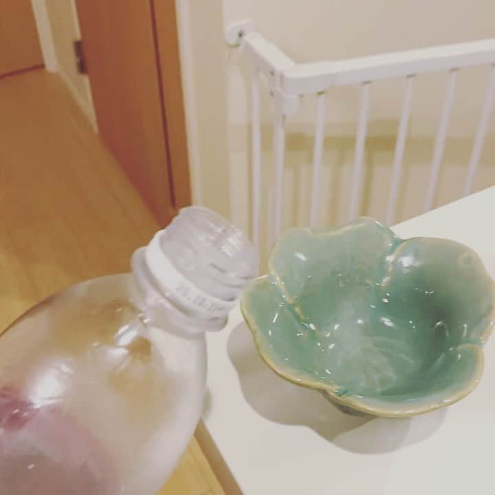 のインスタグラム：「初めての炭酸水。笑  暑くなってきたし すげえ飲みたそうにしてたから。。 調べたら害はないっていうから。。 彼女はもう二度とこのお皿で水は飲まないだろう。 と思ったけど今日飲んでた笑 また少し時間をあけてあげてみよう」