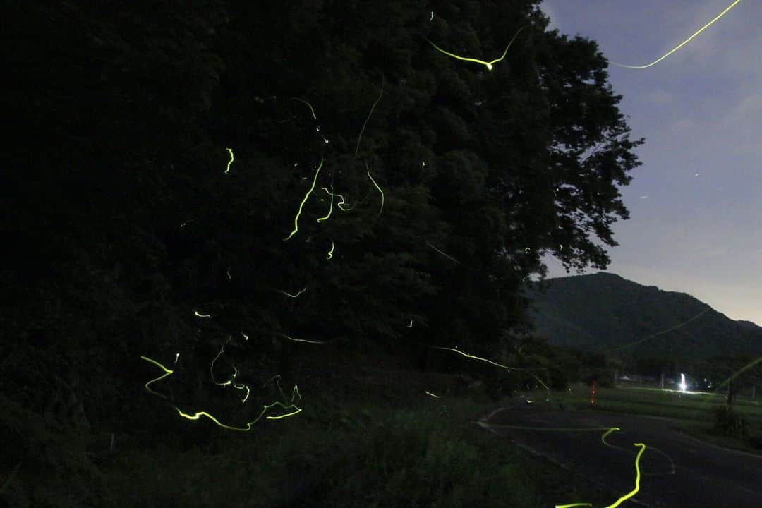 Masackさんのインスタグラム写真 - (MasackInstagram)「ホタルを見てきた。 カエルの声を聞きながら別世界に行っちゃったよね。  #ホタル #蛍 #firefly  #photo  #星空 #マサック一眼おじさん #japan」6月7日 23時27分 - masackdrum