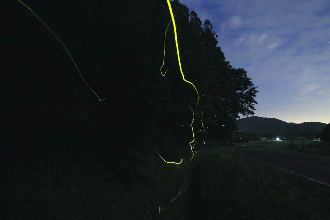 Masackさんのインスタグラム写真 - (MasackInstagram)「ホタルを見てきた。 カエルの声を聞きながら別世界に行っちゃったよね。  #ホタル #蛍 #firefly  #photo  #星空 #マサック一眼おじさん #japan」6月7日 23時27分 - masackdrum