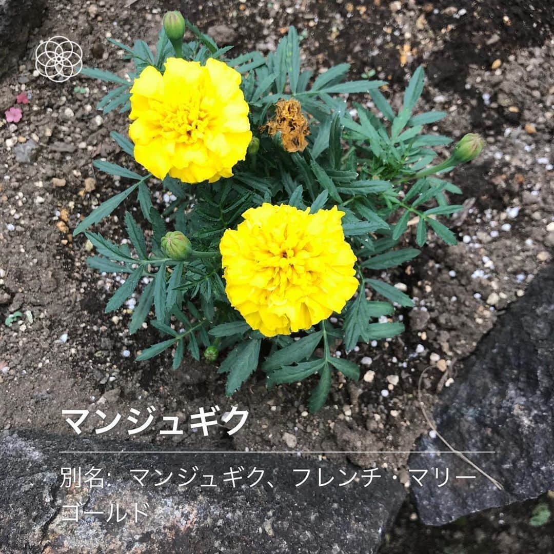 奥村愛子のインスタグラム：「* 友達に教えてもらった、ハナノナっていうアプリがおもしろい 散歩中、花を見つけるとカメラ向けたくなります📷」