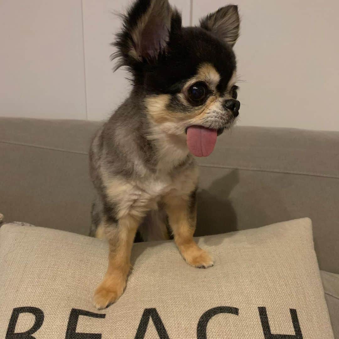 ティアラ（西内まりや）のインスタグラム：「おはよ🌞今日も気をつけて 行ってらっしゃ〜い🐶 頑張ってきてね🎥  #ティアラ　#dog #pet  #犬　#犬のいる暮らし  #犬好きな人と繋がりたい  #チワワ　#べろ  #べろだし  #べろだしわんこ #ペット #ドッグラン　#首輪　#お散歩　#砂塗れ　#海 #ビーチ」