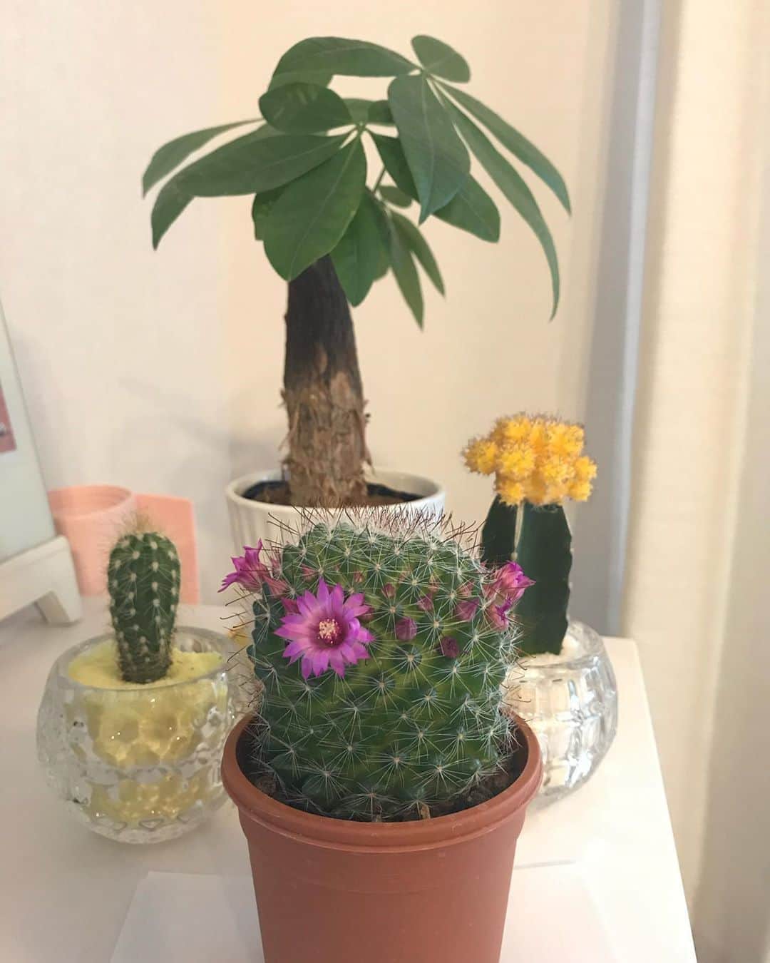 佐野優子のインスタグラム：「. とうとう枯れた…＿|￣|○ 🌵 サボテンどうしたら育つの⁇ 🌵 #サボテン」