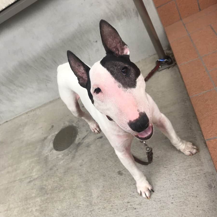 のインスタグラム：「#minituru#bull#terrier#minibullterrier#miniturubullterrier#dog#dogstagram#cute#qtaro#love#family#ミニチュア#ブルテリア#ミニチュアブルテリア#Q太郎」