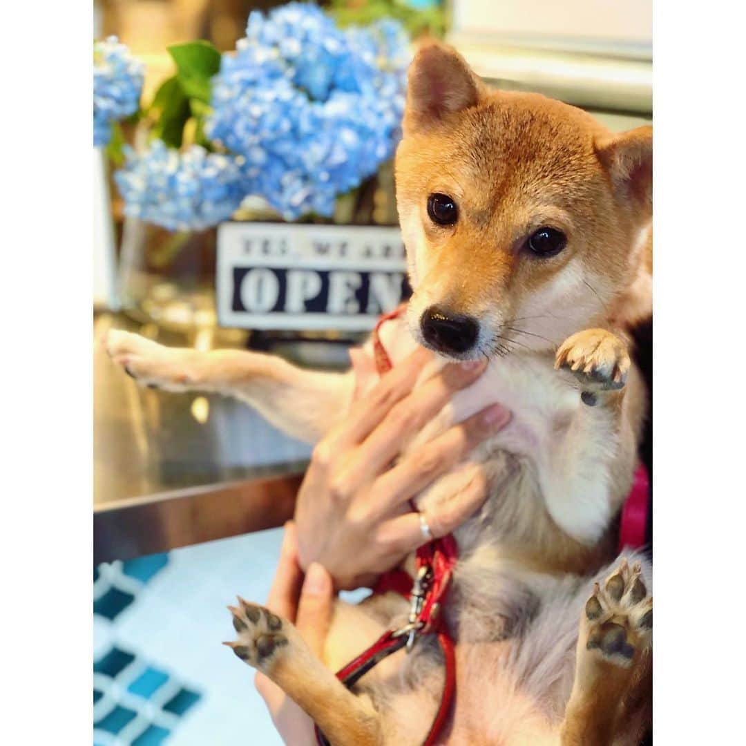 VANRIのインスタグラム：「🐸 The season for hydrangea has arrived! 今日からまた1週間笑顔でファイティンです☺︎✨ #豆柴 #柴犬 #日本犬 #しばすたぐらむ #紫陽花 #hydrangea」