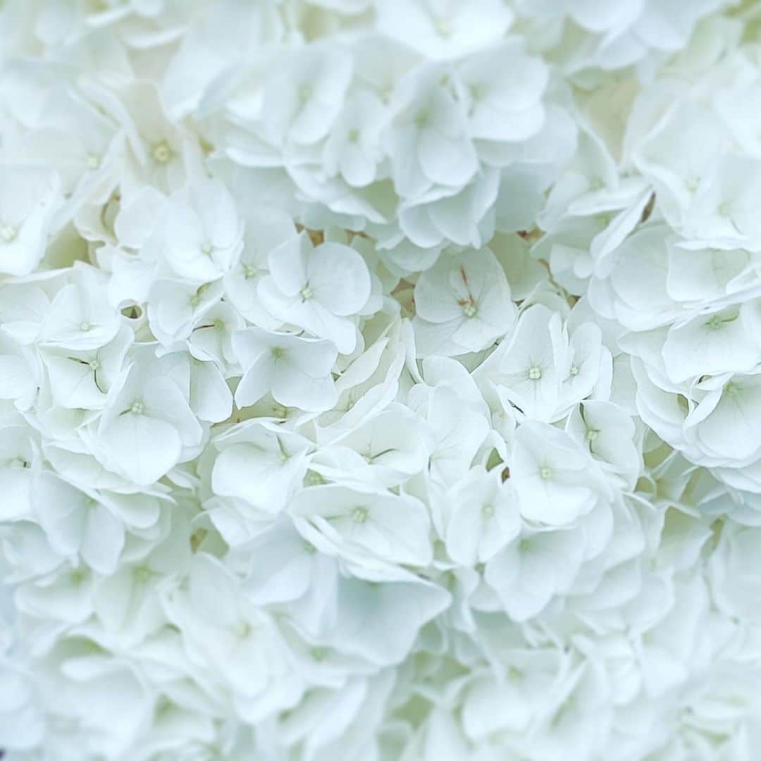 中野敬久さんのインスタグラム写真 - (中野敬久Instagram)「#flowers #flowersoflife #white #blossom #hope」6月8日 9時36分 - hirohisanakano