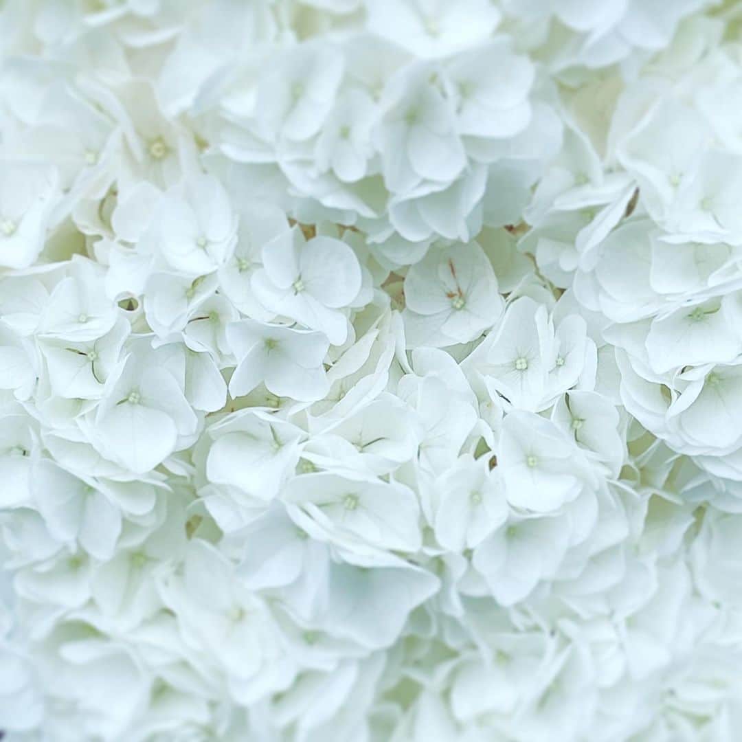 のインスタグラム：「#flowers #flowersoflife #white #blossom #hope」