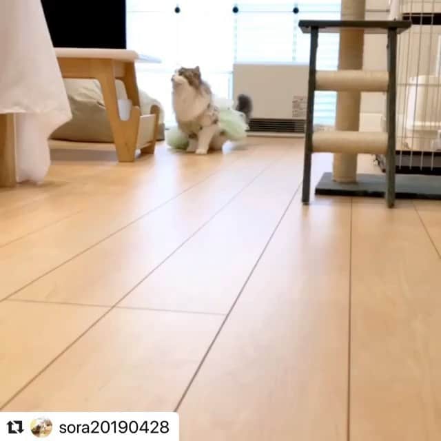 スタペ／スターペットのインスタグラム