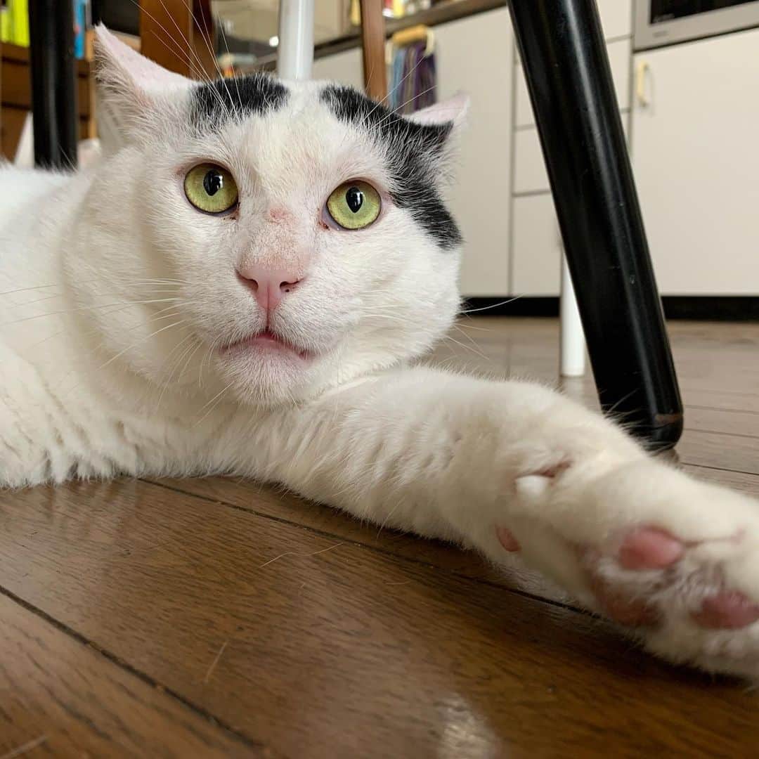Kachimo Yoshimatsuさんのインスタグラム写真 - (Kachimo YoshimatsuInstagram)「1階はリラックス出来る。  Nanakuro can relax in the living room on the first floor.  #うちの猫ら #nanakuro #猫 #ねこ #cat #ネコ #catstagram #ネコ部 http://kachimo.exblog.jp」6月8日 10時14分 - kachimo