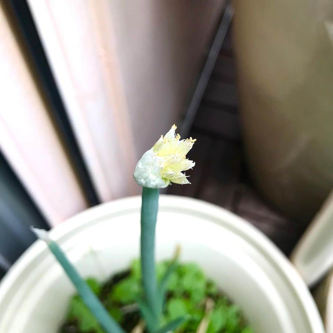 光野桃さんのインスタグラム写真 - (光野桃Instagram)「分葱(わけぎ)の花。 葱坊主に、流れ星のしっぽがついた。 あの空に飛んで行け！」6月8日 10時15分 - mitsuno.momo