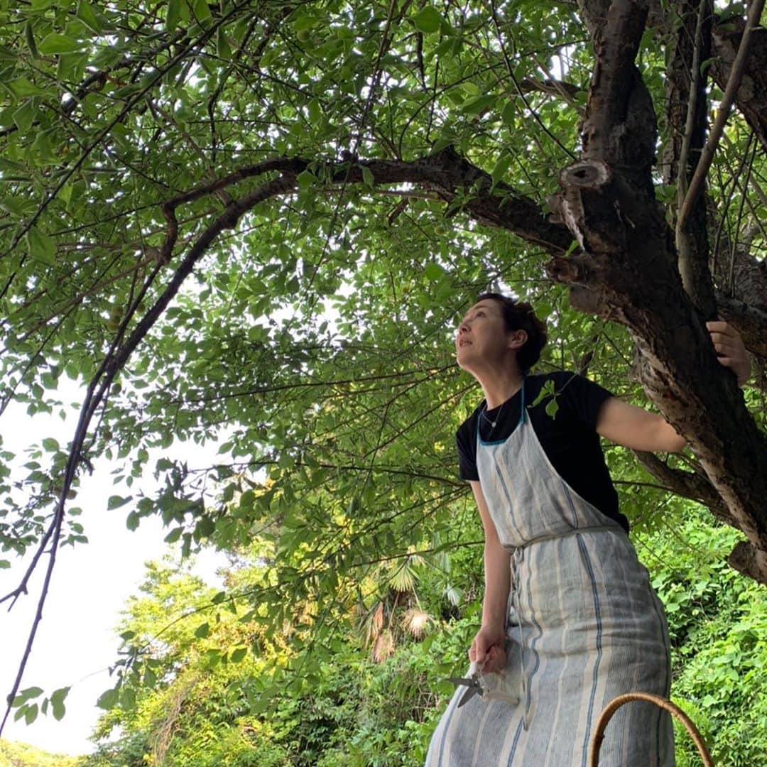クリス智子さんのインスタグラム写真 - (クリス智子Instagram)「梅の実摘み。 木登り好きにはたまらない。が、届きそうで届かない、157cmにはキビシイ場面も多々〜💧 さて、梅をどうするか、あれこれ調べる。梅干しは、あらためて作業工程をみて、気が遠くなる。。甘くないリカー、カリカリ梅、梅ジュースあたりを目論み中。  一週間のはじまり！暑くなりそうですね。水分、塩分、梅干し効きそう。ご自愛ください😌」6月8日 10時17分 - chris_tomoko