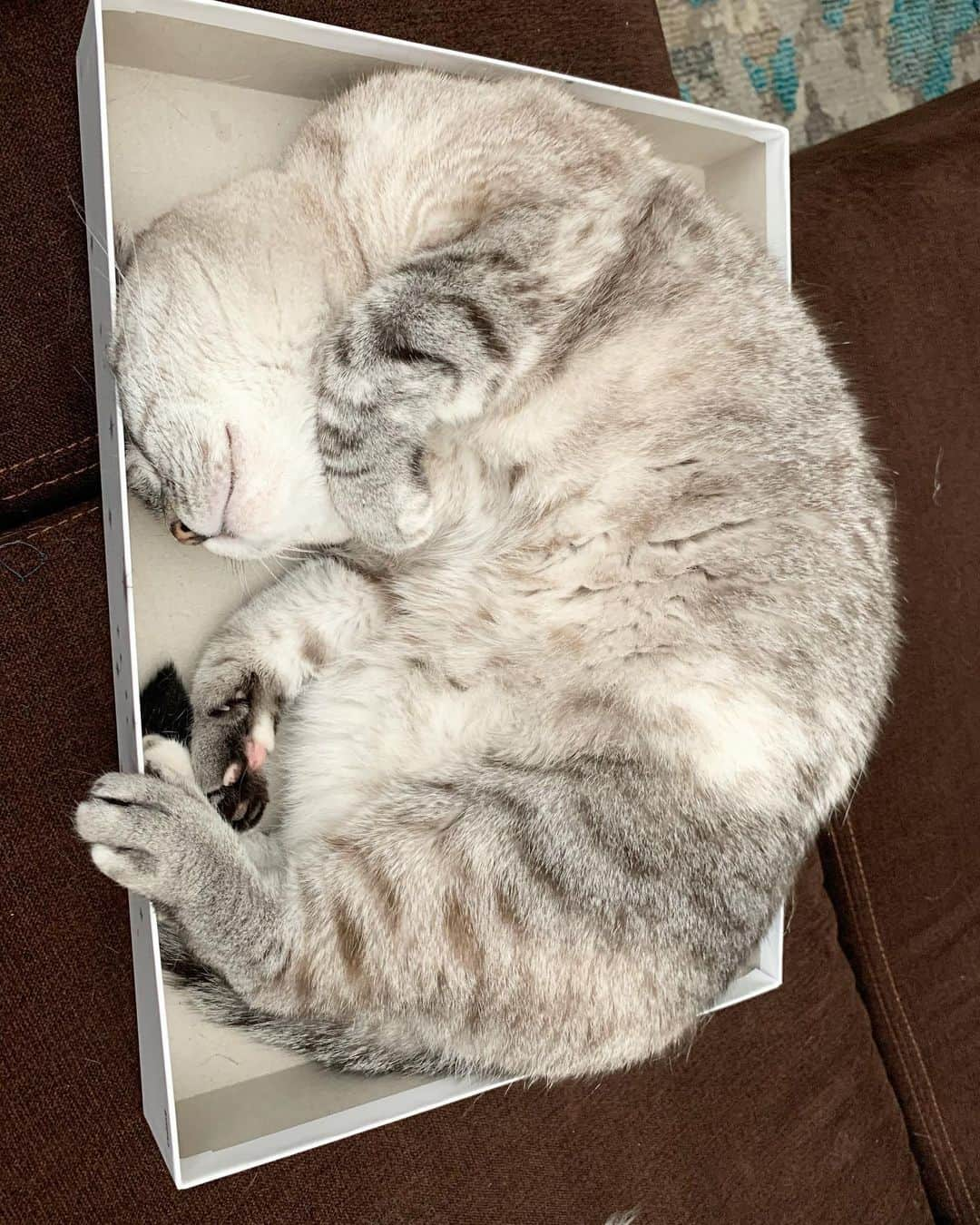 nala_catさんのインスタグラム写真 - (nala_catInstagram)「I think I need a smaller box 📦 ❤️ #love #spreadpositivity」6月8日 1時36分 - nala_cat