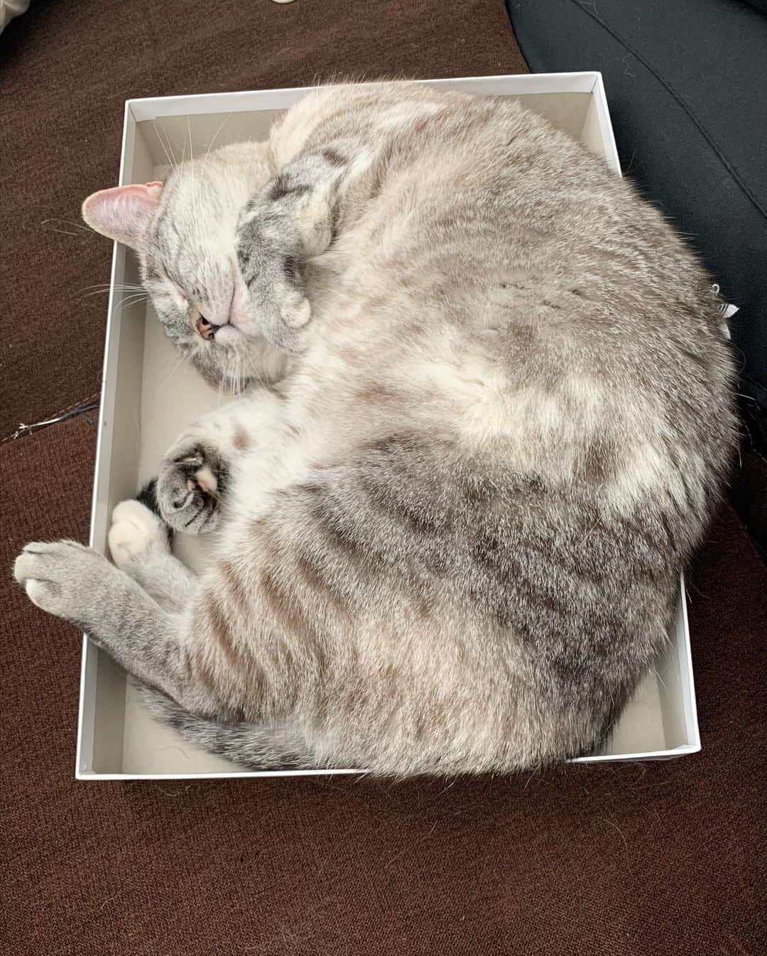 nala_catさんのインスタグラム写真 - (nala_catInstagram)「I think I need a smaller box 📦 ❤️ #love #spreadpositivity」6月8日 1時36分 - nala_cat