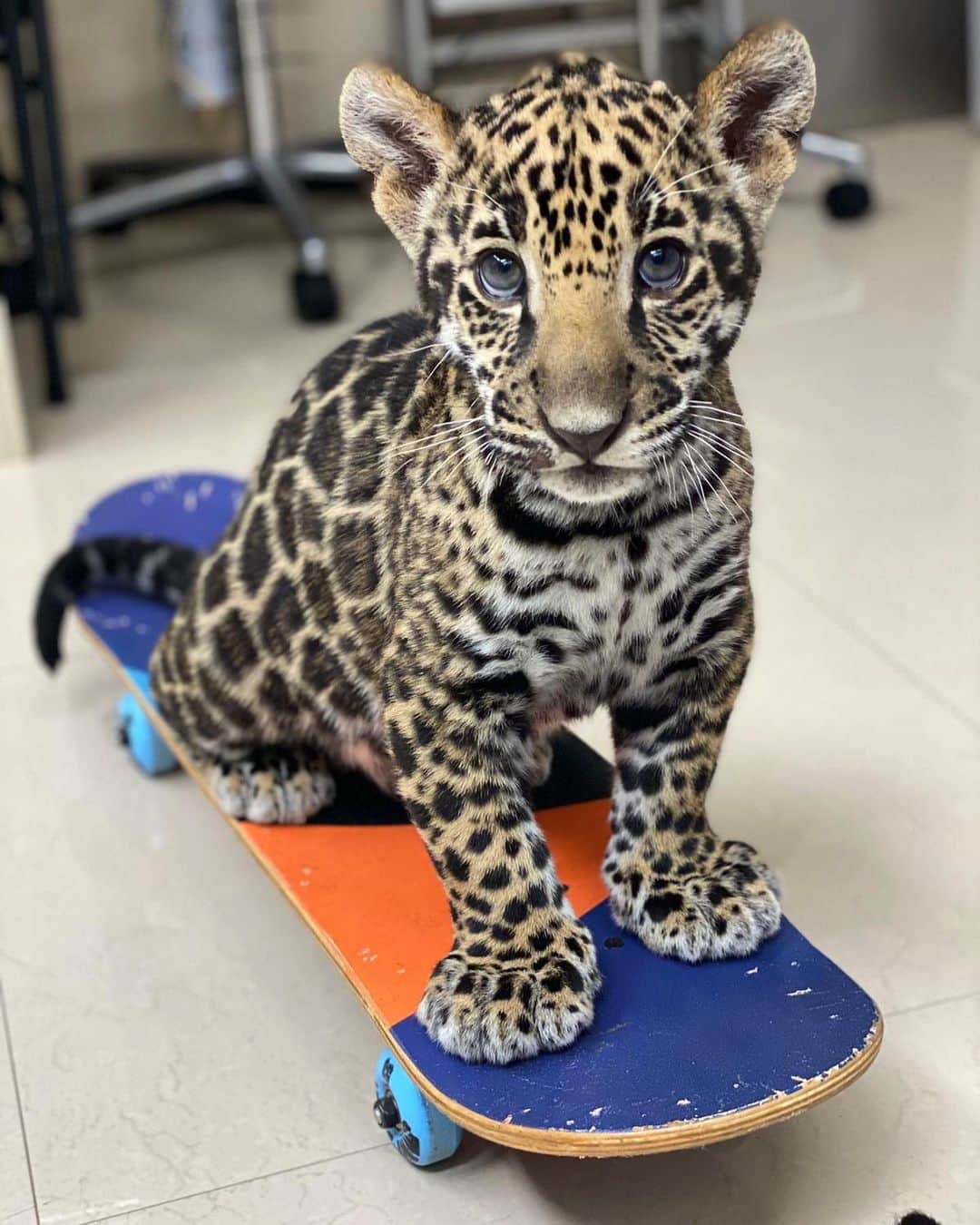 Zoological Wildlife Foundationさんのインスタグラム写真 - (Zoological Wildlife FoundationInstagram)「Solar, our up and coming skater boy!😍🐆🛹 #zwfmiami #skater」6月8日 1時55分 - zwfmiami