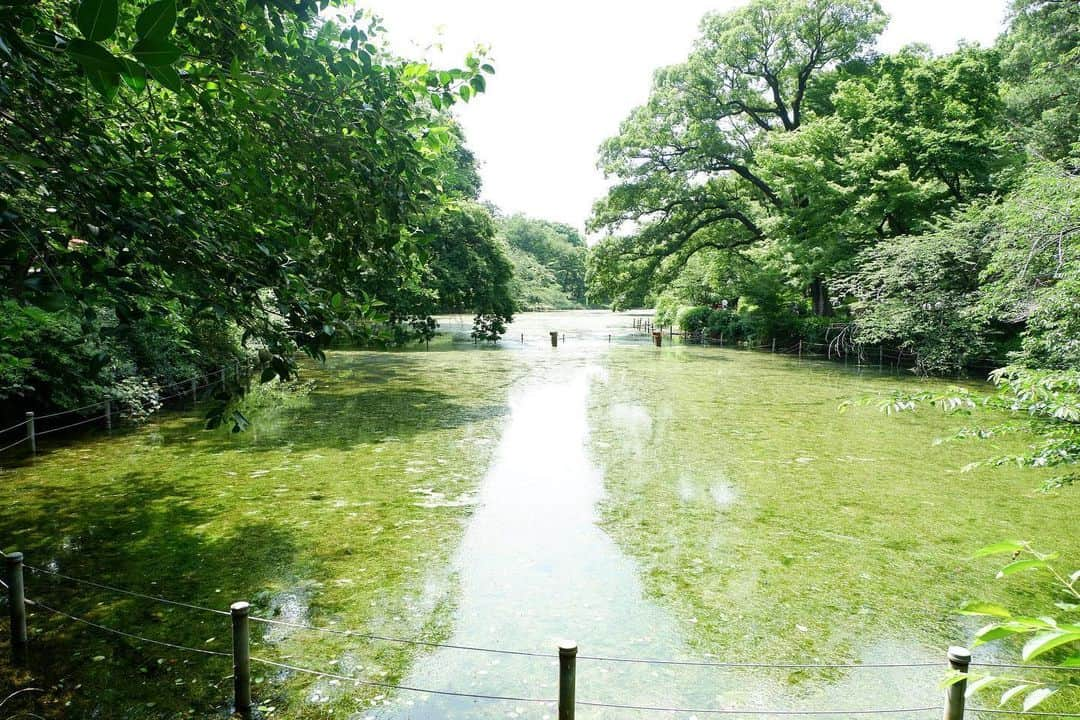 熊田和花さんのインスタグラム写真 - (熊田和花Instagram)「・ 井の頭公園の現在。誰もボート漕いでないから藻が大量発生してるし木が生い茂ってて、東京じゃないみたい。ナチュラルパワー。 #AX3」6月8日 2時17分 - wa_flower_