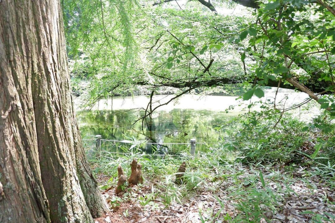 熊田和花さんのインスタグラム写真 - (熊田和花Instagram)「・ 井の頭公園の現在。誰もボート漕いでないから藻が大量発生してるし木が生い茂ってて、東京じゃないみたい。ナチュラルパワー。 #AX3」6月8日 2時17分 - wa_flower_