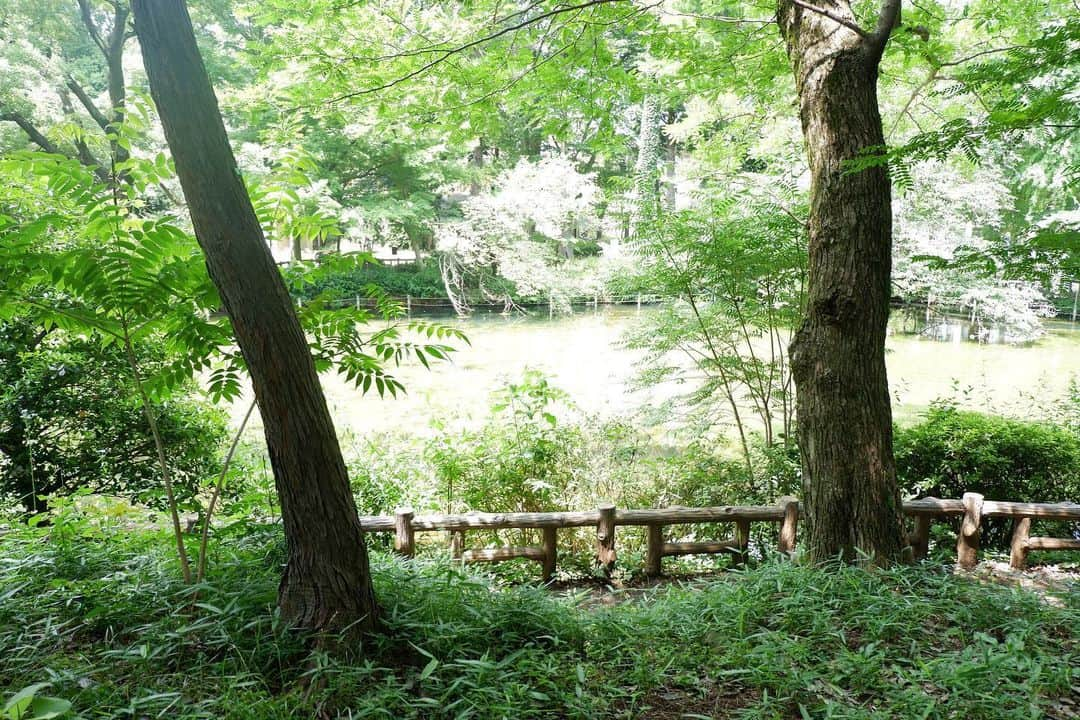 熊田和花さんのインスタグラム写真 - (熊田和花Instagram)「・ 井の頭公園の現在。誰もボート漕いでないから藻が大量発生してるし木が生い茂ってて、東京じゃないみたい。ナチュラルパワー。 #AX3」6月8日 2時17分 - wa_flower_