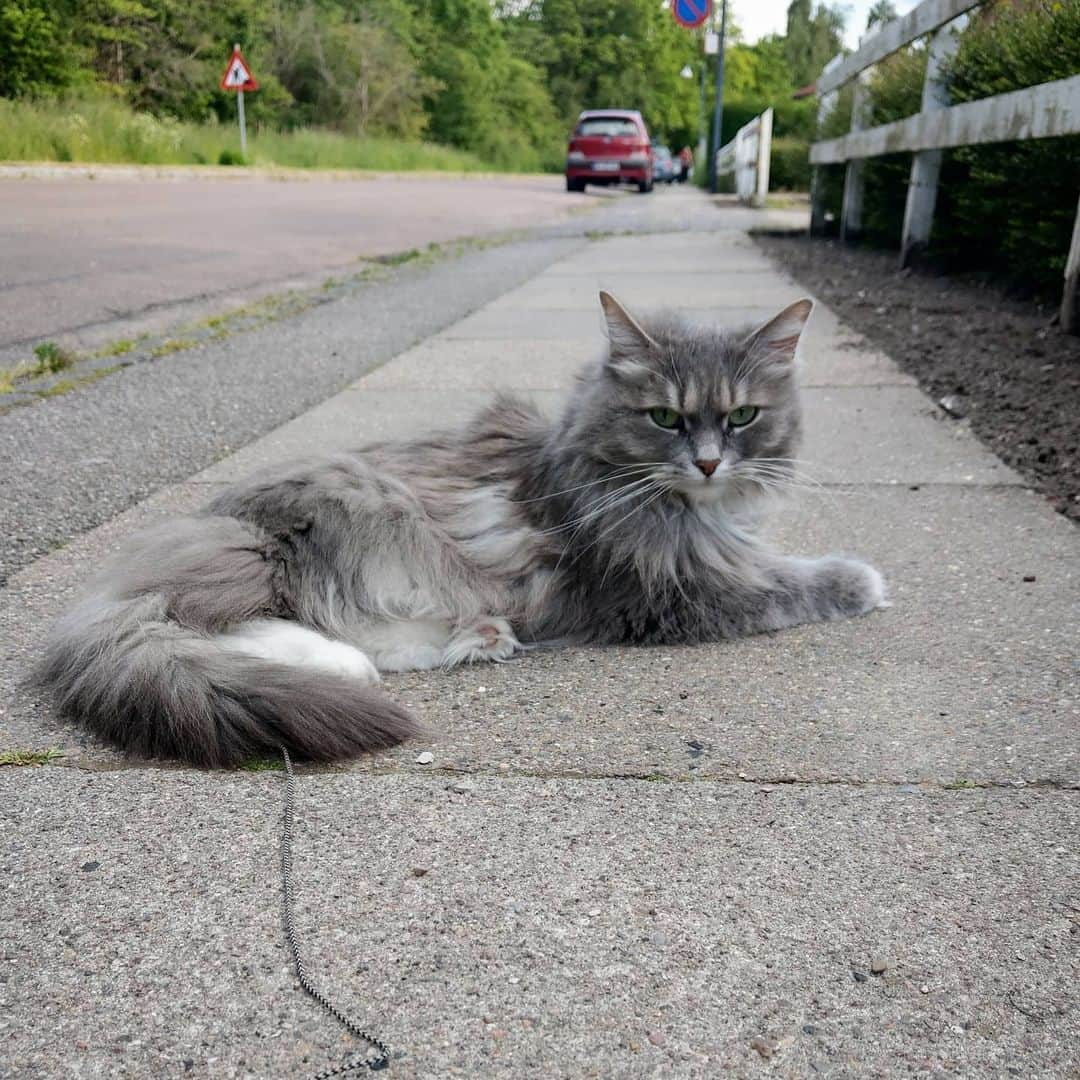 Nila & Miloさんのインスタグラム写真 - (Nila & MiloInstagram)「Sometimes walking on a leash is more like chilling on a leash. 😹😻 #streetstyle #catonaleash #eveningwalk #siberiancat」6月8日 2時17分 - nilamilo