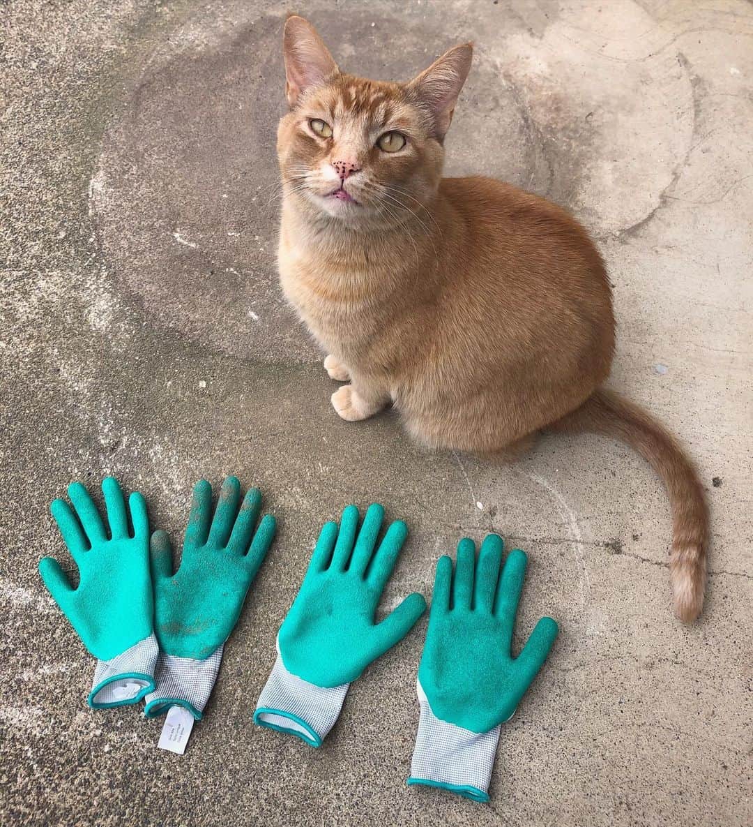 Snorri Sturlusonのインスタグラム：「STOLEN: four green gardening gloves, discovered behind the garage after returning from vacation. He’s found a new hoard. #catburglar #kittyklepto #snorrithecat #catsthatgarden #catsofinstagram #cats」