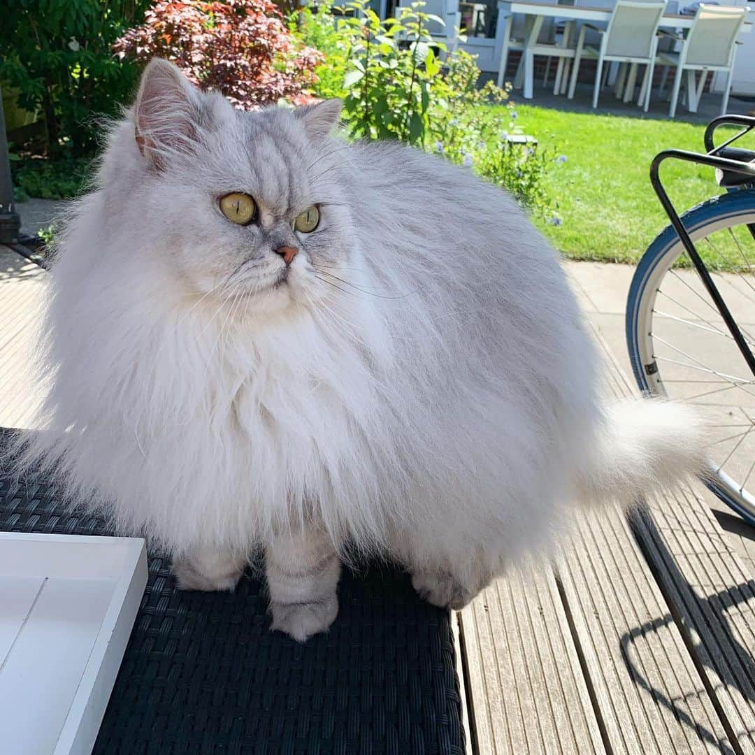 Milkshake the Catのインスタグラム：「Gardening is his new favorite hobby.」