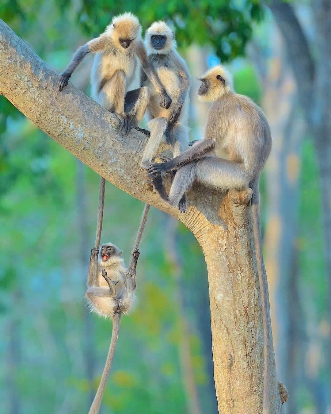 Discoveryさんのインスタグラム写真 - (DiscoveryInstagram)「Life is better with friends. Tag your best mates.💛 Photo: Thomas Vijayan (@thomasvijayan) . . . #bestfriendsday #monkeys #goodtimes #naturelovers #wildlifephotography #sundayfunday #potd」6月8日 4時00分 - discovery