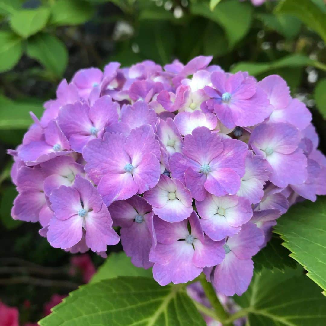 大湯みほさんのインスタグラム写真 - (大湯みほInstagram)「……… そっかぁ🍃💠💠✨ ・ 6月といったら、紫陽花ですね。 日本の四季は本当に心を和ませてくてるなぁ✨季節ごとに咲く花🍃💠✨に元気づけられたよ✨ ・ もう少しでやってくる夏まで、もうちょっとだから…乗り越えよう❣️そう言われたような気がしました😌今日も、こまめに水分補給しつつ、手洗いうがいをしっかりで過ごしましょう！ ・ #紫陽花　#日本　#四季のある国  #アジサイ　#カタツムリ　いないか探したけどいなかった #🐌 #花言葉　#辛抱強い愛情　#ぬか漬け　#ぬか漬けマイスター #大湯みほ」6月8日 10時47分 - nukazukemiho0320