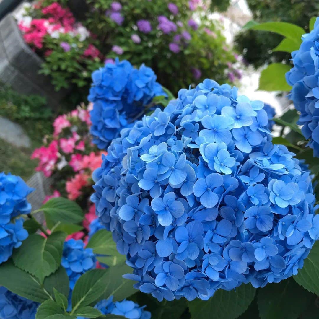 大湯みほさんのインスタグラム写真 - (大湯みほInstagram)「……… そっかぁ🍃💠💠✨ ・ 6月といったら、紫陽花ですね。 日本の四季は本当に心を和ませてくてるなぁ✨季節ごとに咲く花🍃💠✨に元気づけられたよ✨ ・ もう少しでやってくる夏まで、もうちょっとだから…乗り越えよう❣️そう言われたような気がしました😌今日も、こまめに水分補給しつつ、手洗いうがいをしっかりで過ごしましょう！ ・ #紫陽花　#日本　#四季のある国  #アジサイ　#カタツムリ　いないか探したけどいなかった #🐌 #花言葉　#辛抱強い愛情　#ぬか漬け　#ぬか漬けマイスター #大湯みほ」6月8日 10時47分 - nukazukemiho0320