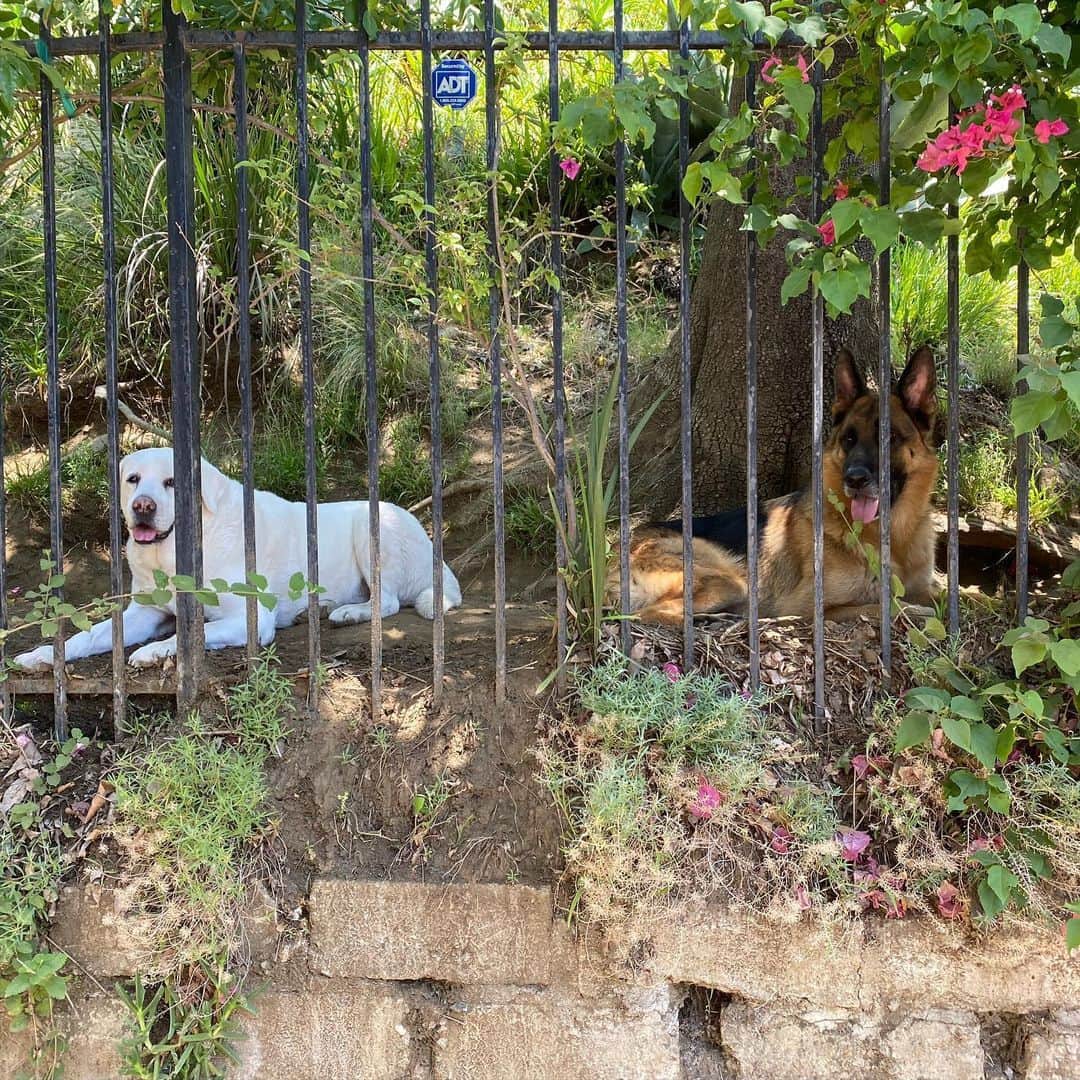ロバート・パトリックさんのインスタグラム写真 - (ロバート・パトリックInstagram)「My #dogs watching me sweep my side of the street! #mansbestfriend #germanshepherd #labsofinstagram #labradorretriever #america #movingforward」6月8日 6時49分 - ripfighter